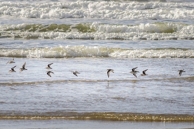 Free download birds wings ornithology species free picture to be edited with GIMP free online image editor