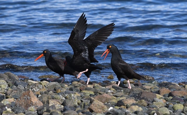 Free download birds wings wildlife nature free picture to be edited with GIMP free online image editor