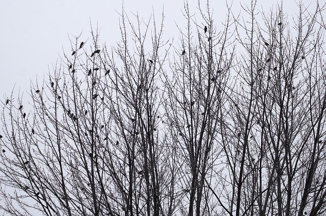 Descarga gratuita Birds Winter Landscape: foto o imagen gratuita para editar con el editor de imágenes en línea GIMP