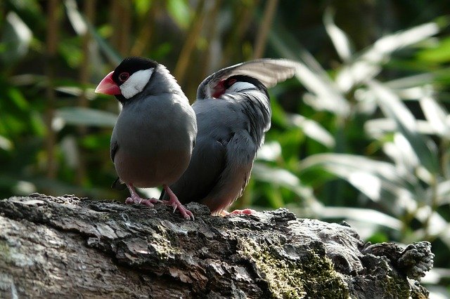 دانلود رایگان Birds Zoo Animal - عکس یا تصویر رایگان قابل ویرایش با ویرایشگر تصویر آنلاین GIMP