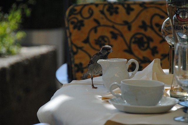 Tải xuống miễn phí Bird The Cheeky Sparrow Close Up - ảnh hoặc ảnh miễn phí được chỉnh sửa bằng trình chỉnh sửa ảnh trực tuyến GIMP