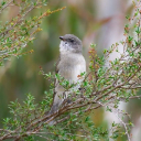 BIRD Theme  screen for extension Chrome web store in OffiDocs Chromium