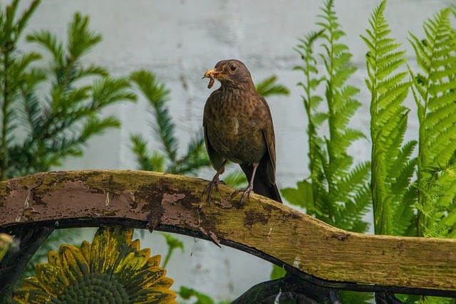 Free download bird throttle blackbird earthworm free picture to be edited with GIMP free online image editor