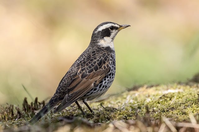Free download bird throttle rustwing thrush free picture to be edited with GIMP free online image editor