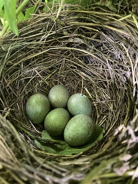 Free download bird thrush egg nest nature free picture to be edited with GIMP free online image editor
