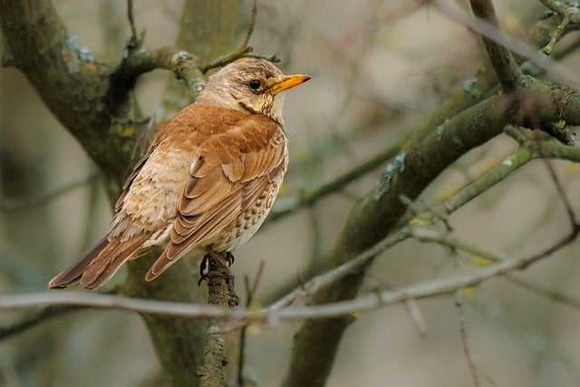 Free download bird thrush ornithology species free picture to be edited with GIMP free online image editor