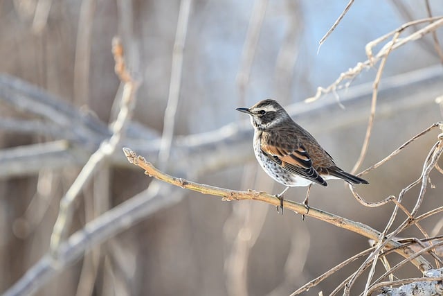 Бесплатно скачать птицу дрозда в лесу естественно бесплатное изображение для редактирования с помощью бесплатного онлайн-редактора изображений GIMP