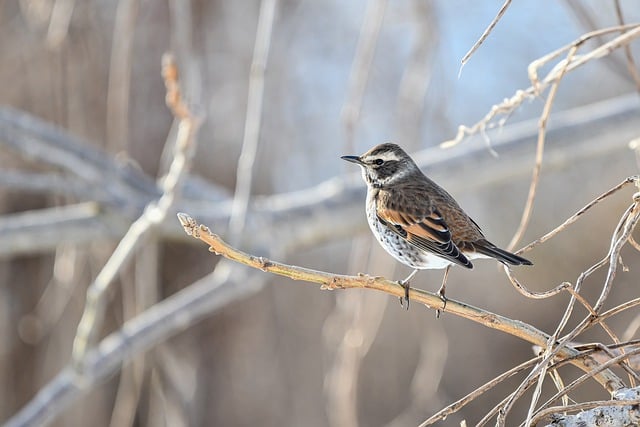 ດາວໂຫຼດຟຣີ bird thrush woods ຮູບພາບທໍາມະຊາດຟຣີທີ່ຈະແກ້ໄຂດ້ວຍ GIMP ບັນນາທິການຮູບພາບອອນໄລນ໌ຟຣີ