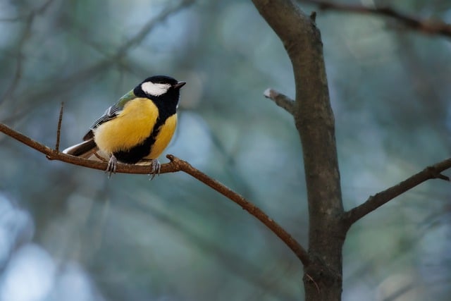 Free download bird tit beak feathered singer free picture to be edited with GIMP free online image editor