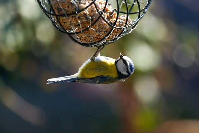 Free download bird tit blue tit bird watching free picture to be edited with GIMP free online image editor