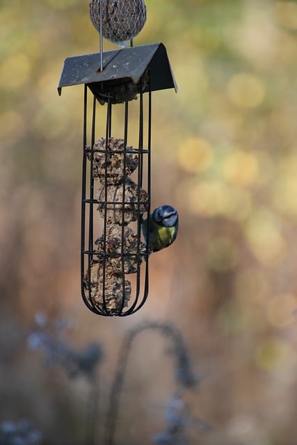 Free download bird tit blue tit ornithology free picture to be edited with GIMP free online image editor