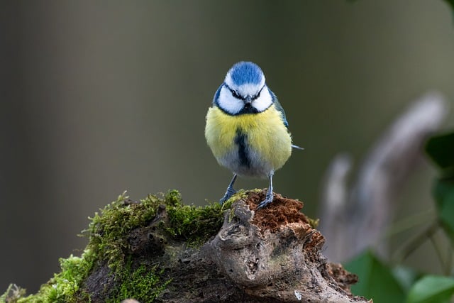 Free download bird tit blue tit plumage beak free picture to be edited with GIMP free online image editor