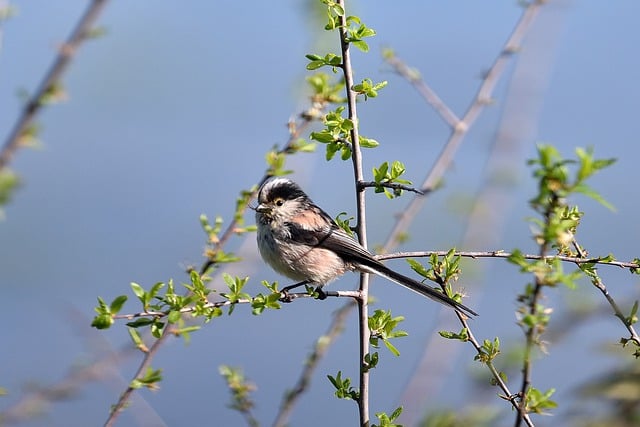 Free download bird tit branches plumage sky free picture to be edited with GIMP free online image editor
