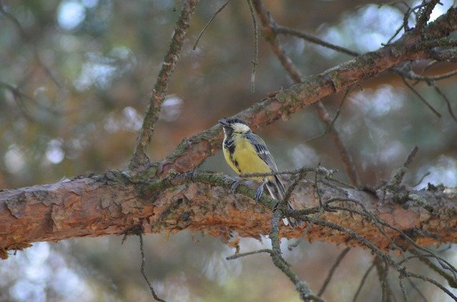 Free download Bird Tit Coal -  free photo or picture to be edited with GIMP online image editor