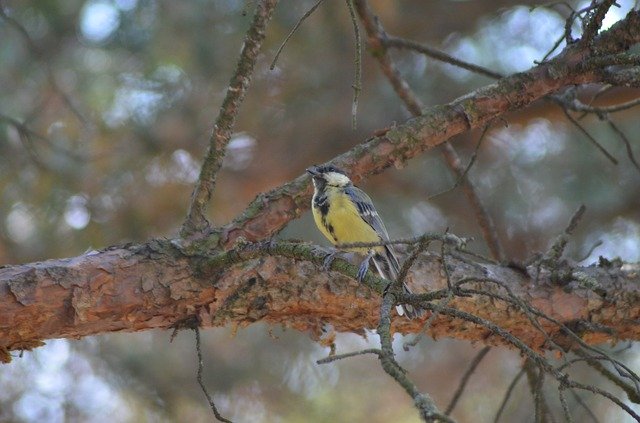 Free download Bird Tit Coal -  free photo or picture to be edited with GIMP online image editor