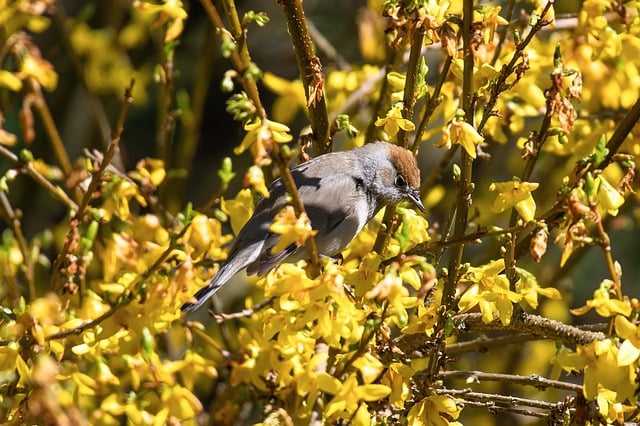 Free download bird tit forsythia songbird free picture to be edited with GIMP free online image editor