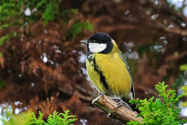 Free download bird tit great perched ornithology free picture to be edited with GIMP free online image editor