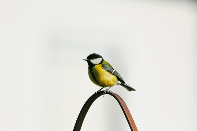 Free download bird tit great tit songbird free picture to be edited with GIMP free online image editor