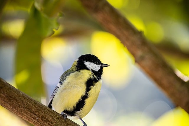 Free download bird tit ornithology great tit free picture to be edited with GIMP free online image editor
