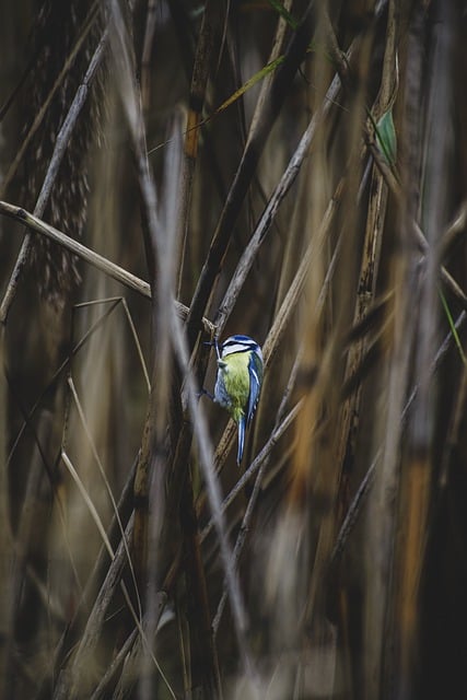 Free download bird tit ornithology species free picture to be edited with GIMP free online image editor