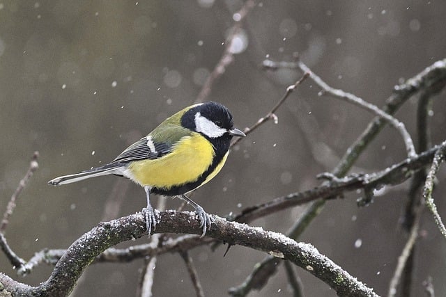 Free download bird tit perched falling snow free picture to be edited with GIMP free online image editor