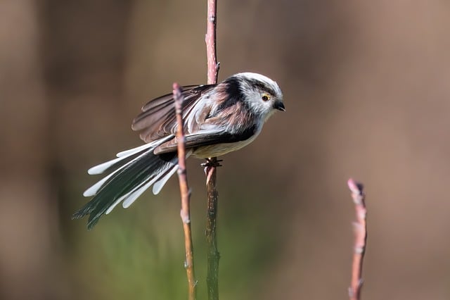Free download bird tit songbird ornithology free picture to be edited with GIMP free online image editor