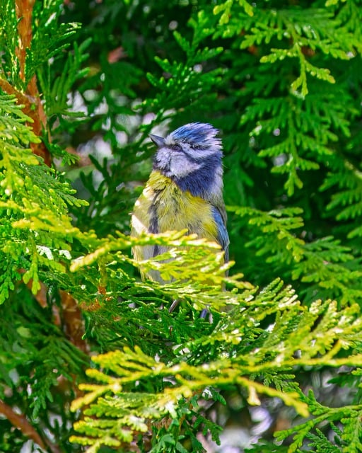 Free download bird tit songbird wildlife free picture to be edited with GIMP free online image editor
