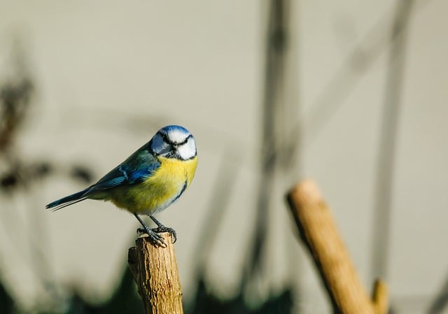 Free download bird tit songbird wildlife spring free picture to be edited with GIMP free online image editor