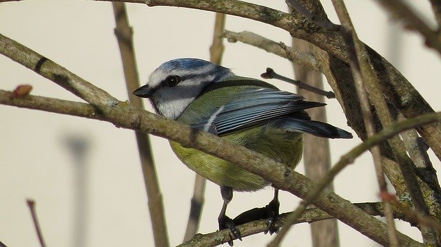 Téléchargement gratuit Bird Tit Spring - photo ou image gratuite à éditer avec l'éditeur d'images en ligne GIMP