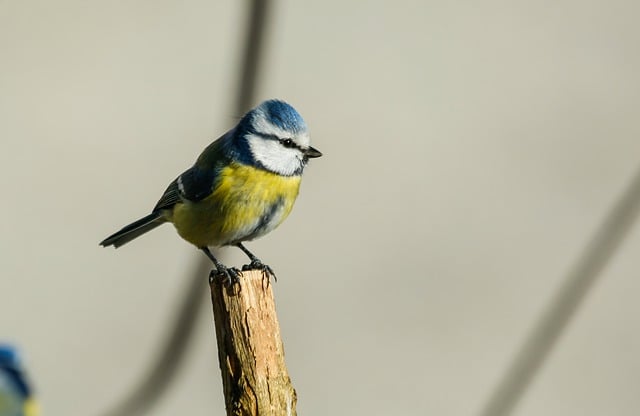 Free download bird tit spring blue tit feathers free picture to be edited with GIMP free online image editor
