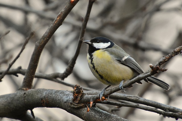Free download bird tit titmouse great tit winged free picture to be edited with GIMP free online image editor