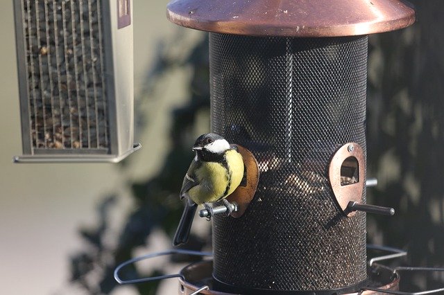 Free download Bird Tit Wild Feeding -  free photo template to be edited with GIMP online image editor