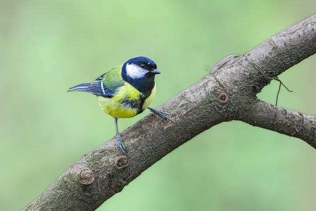 Free download bird tit wildlife animal spring free picture to be edited with GIMP free online image editor