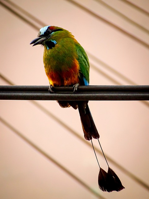 Free download bird torogoz yes guardabarranco free picture to be edited with GIMP free online image editor