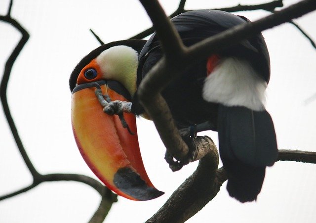 Unduh gratis Bird Toucan Zoo - foto atau gambar gratis untuk diedit dengan editor gambar online GIMP