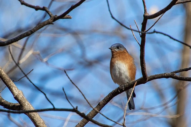 Free download bird tree beak feathers plumage free picture to be edited with GIMP free online image editor