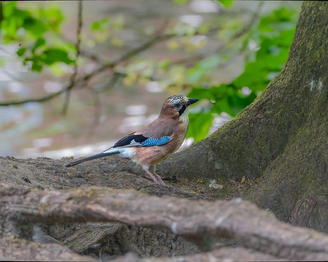 Free download bird tree beak plumage free picture to be edited with GIMP free online image editor