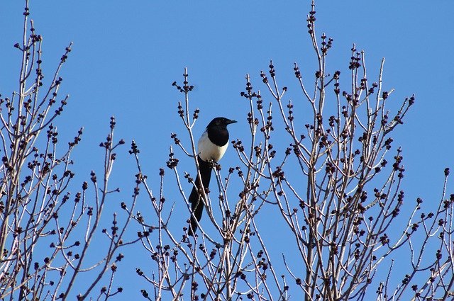 הורדה חינם Bird Tree Branch - תמונה או תמונה בחינם לעריכה עם עורך התמונות המקוון GIMP