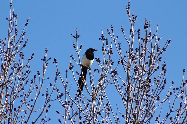 Download gratuito Bird Tree Branch - foto o immagine gratuita da modificare con l'editor di immagini online di GIMP