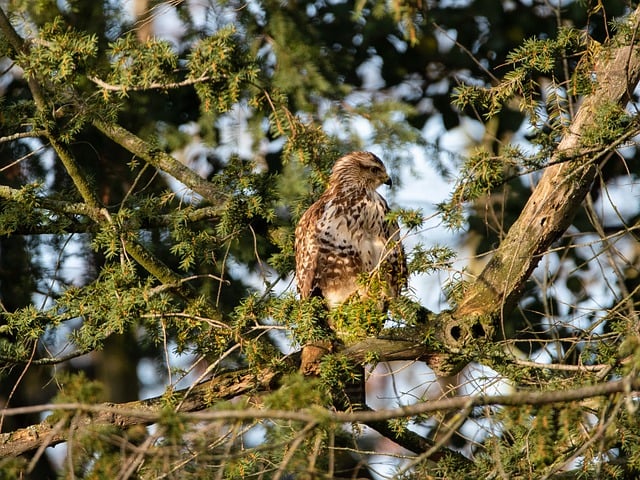 Free download bird tree buzzard outdoors nature free picture to be edited with GIMP free online image editor