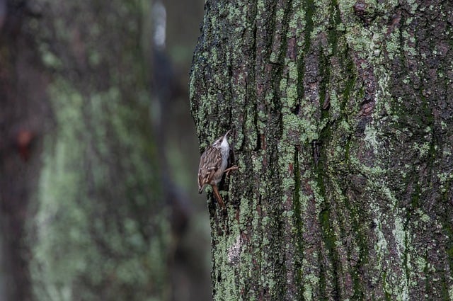 Free download bird treecreeper animal nature free picture to be edited with GIMP free online image editor