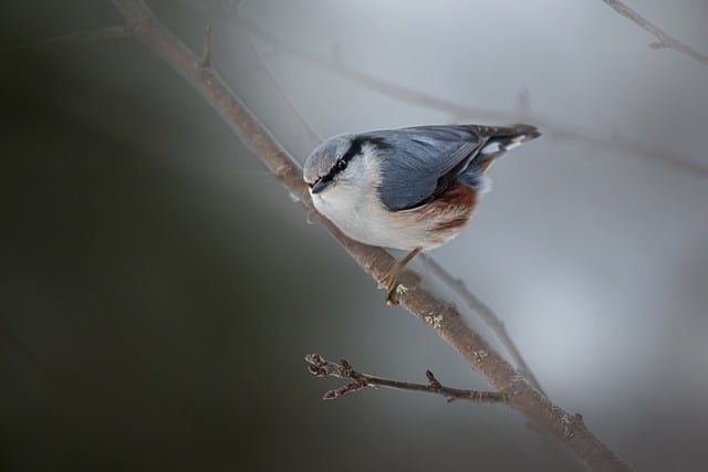 Free download bird tree eurasian nuthatch free picture to be edited with GIMP free online image editor