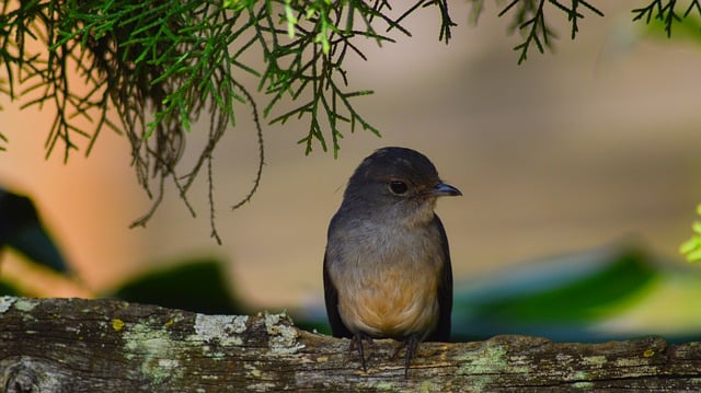 無料ダウンロード鳥の木の森の風景ルワンダ無料画像 GIMP で編集できる無料オンライン画像エディター