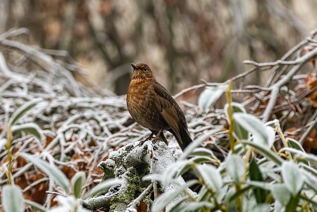 Téléchargement gratuit d'une image gratuite de plumage de merle de givre d'arbre d'oiseau à modifier avec l'éditeur d'images en ligne gratuit GIMP