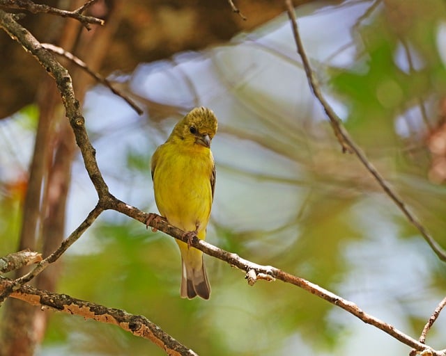 Bezpłatne pobieranie bezpłatnego zdjęcia ptaka, złotego zięby, siedzącego ptaka, do edycji za pomocą bezpłatnego edytora obrazów online GIMP