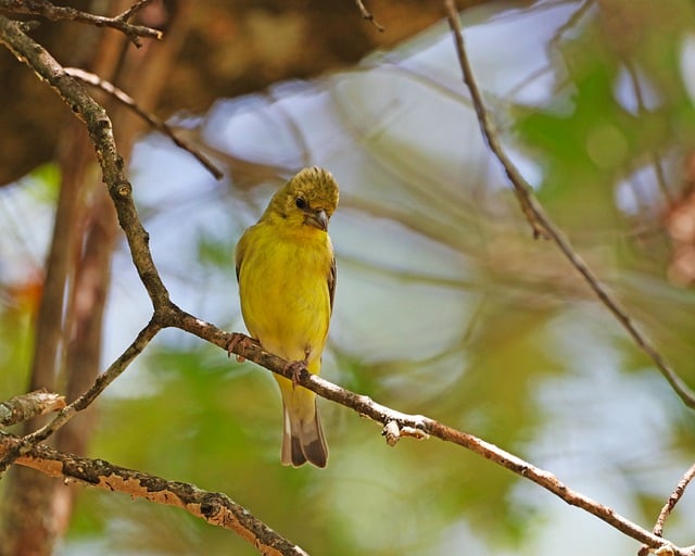 Free download bird tree gold finch perched avian free picture to be edited with GIMP free online image editor