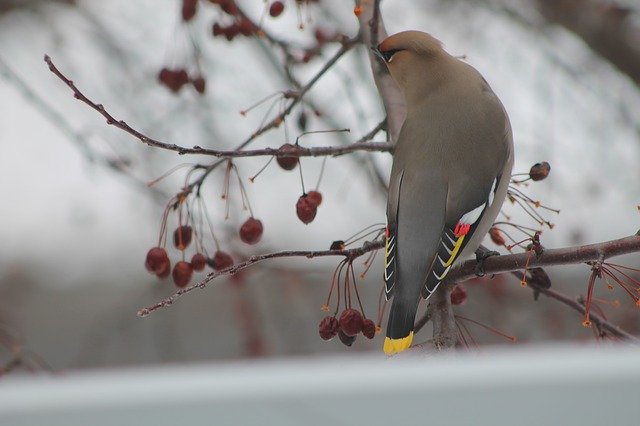 Kostenloser Download Bird Tree Nature - kostenloses Foto oder Bild zur Bearbeitung mit GIMP Online-Bildbearbeitung