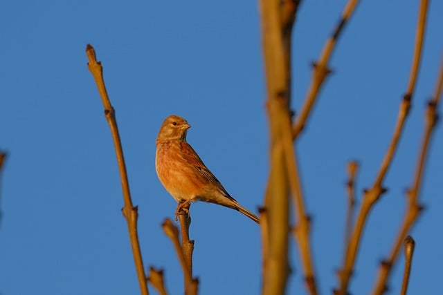 Free download bird tree plumage ornithology free picture to be edited with GIMP free online image editor