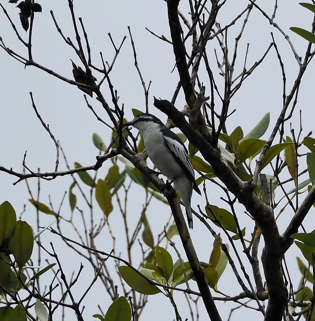 Free download bird tree wildlife nature outdoors free picture to be edited with GIMP free online image editor