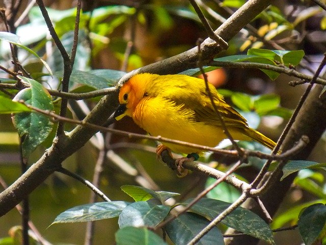 Descarga gratuita Bird Tree Yellow - foto o imagen gratuita para editar con el editor de imágenes en línea GIMP